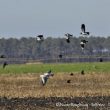 Mouettes rieuses, Vanneaux huppés et Grues cendrées