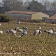 Grues cendrées dans les Landes