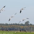 Grues cendrées dans les Landes