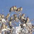 Comment expliquer les invasions de Jaseurs boréaux et d’autres oiseaux nordiques ?