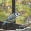 Mésange bleue 19ème art