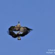 Aigle ibérique se battant contre un Vautour fauve (parc national de Monfraguë) | Nicole Bouglouan