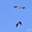 Aigle ibérique et Vautour fauve (parc national de Monfraguë) | Nicole Bouglouan