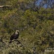 Aigle ibérique posé (parc national de Monfraguë) | Nicole Bouglouan