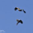 Aigle ibérique se battant contre un Vautour fauve (parc national de Monfraguë) | Nicole Bouglouan