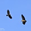 Aigle ibérique posé et Vautour fauve (parc national de Monfraguë) | Nicole Bouglouan