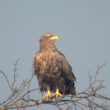 Où observer les oiseaux remarquables du lac du Der-Chantecoq en hiver ?