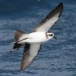 L’Océanite frégate, l’oiseau qui rebondit sur l’eau !