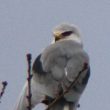 La vision des oiseaux