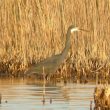 La phase des oiseaux, un terme à bannir ?