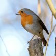 Rougegorge familier dans mon jardin