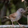 Accenteur mouchet dans mon jardin