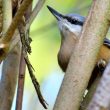 Sittelle torchepot dans les branches