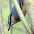 Sittelle torchepot dans mon jardin