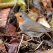 Rougegorge familier dans mon jardin