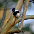 Mésange noire dans les branches