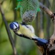 Mésange bleue en suspension