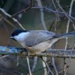 Mésange nonnette dans mon jardin