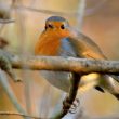 Rougegorge familier dans mon jardin