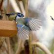 Une bagarre de Mésanges bleues