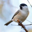 Mésange nonnette dans mon jardin