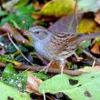 Accenteur mouchet dans mon jardin