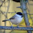 Mésange nonnette dans mon jardin