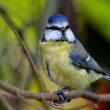 Portrait de Mésange bleue