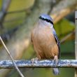 Sittelle torchepot dans mon jardin