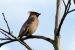 Jaseur boréal | Bombycilla garrulus | Bohemian Waxwing