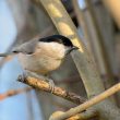 Mésange nonnette dans mon jardin