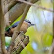 Sittelle torchepot dans mon jardin