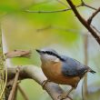 Sittelle torchepot dans mon jardin