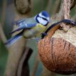 Mésange bleue sur une noix de coco