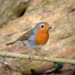 Rougegorge familier dans mon jardin