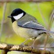 Mésange charbonnière à l’écoute