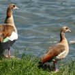 Ouettes d’Egypte sur la Meuse à Liège