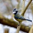 Mésange bleue en observation