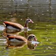 Couple d’Ouettes d’Egypte