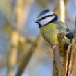 Portrait de Mésange bleue de profil