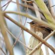 Troglotyte dans les branches de mon lilas