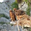 La réintroduction de l’Aigle de Bonelli dans les îles Baléares se déroule bien pour le moment