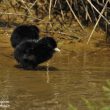 Râle d’eau poussin suivant l’adulte, en quête de nourriture