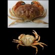 Pourquoi rechercher un crabe rare plutôt qu’un autre plus abondant ?