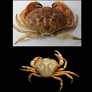 Pourquoi rechercher un crabe rare plutôt qu’un autre plus abondant ?