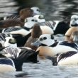 Eiders de Steller