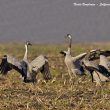 Famille de Grues cendrées