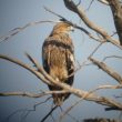 Hula Bird Festival 2012 : grues, aigles et compagnie