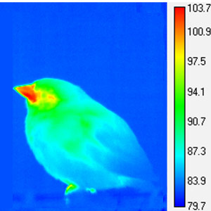 La taille des becs augmenterait sous les climats chauds