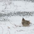 La résistance contre le froid